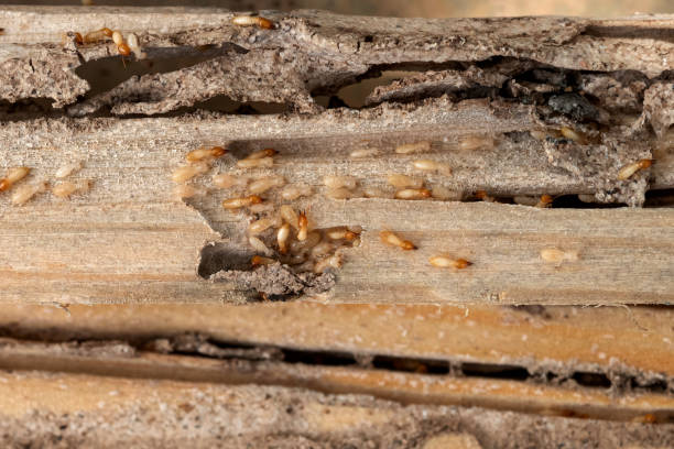 Best Termite Control Services  in East Flat Rock, NC