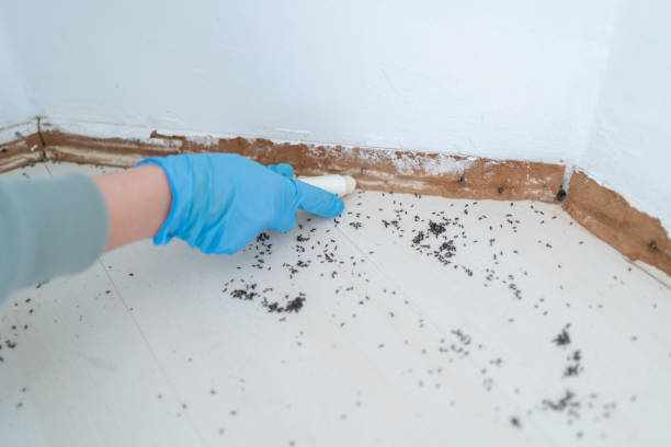 Best Affordable Pest Control Services  in East Flat Rock, NC